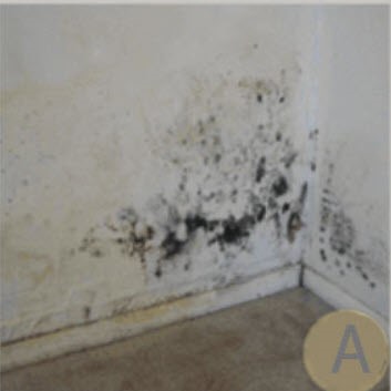 Mold and Mildew Damage